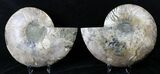 Large Split Ammonite Pair - Crystal Pockets #19216-3